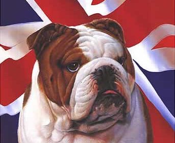 british bulldog