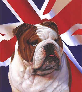 british bulldog